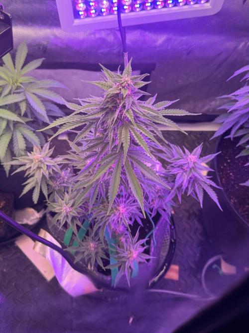 Double Grape x Chem De La Chem. Week 6