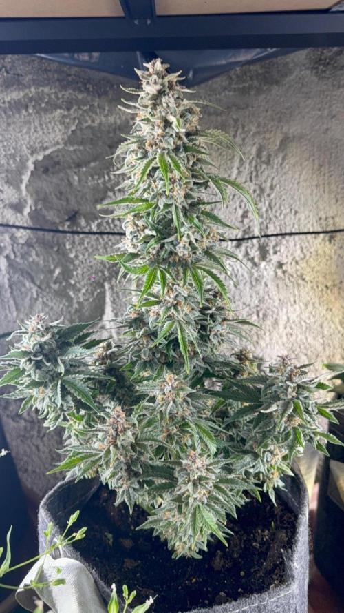 Double Grape x Chem De La Chem. Week 7