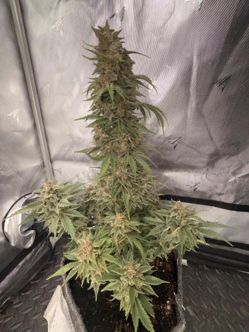 Double Grape x Chem De La Chem. Week 7