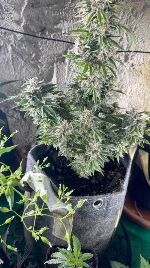 Double Grape x Chem De La Chem. Week 7