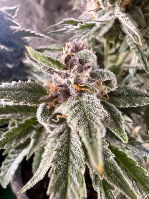 Double Grape x Chem De La Chem. Week 7