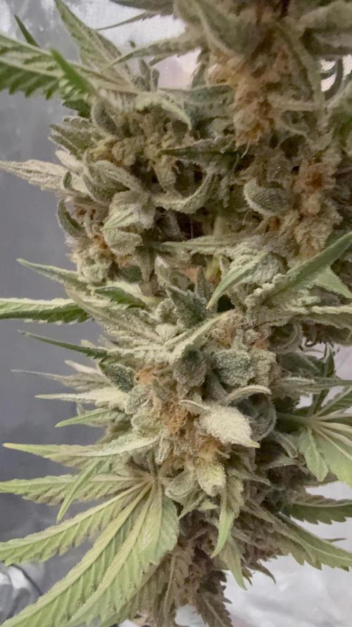Double Grape x Chem De La Chem. Week 7