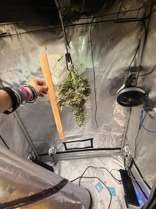 Double Grape x Chem De La Chem. Week 7