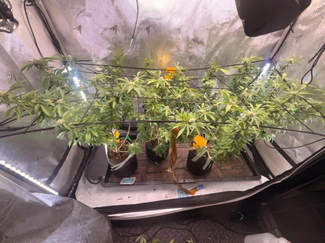Blueberry Blizzy Run. Week 6