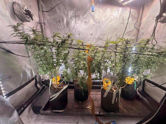 Blueberry Blizzy Run. Week 6