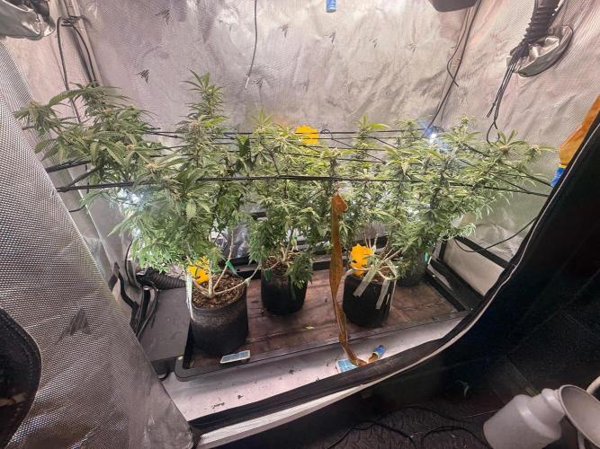 Blueberry Blizzy Run. Week 6