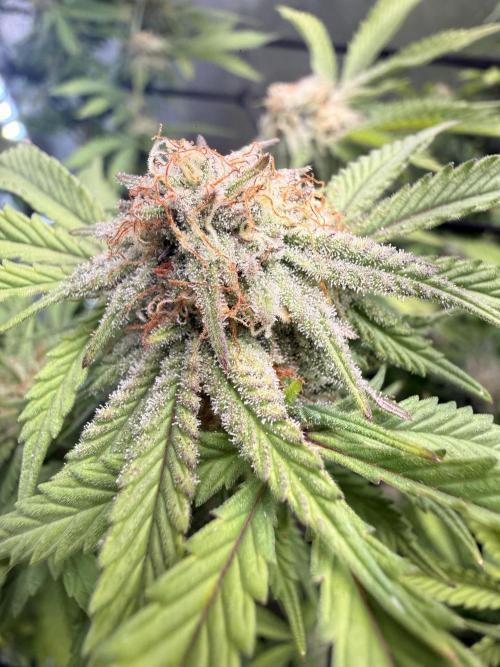 Blueberry Blizzy - Roc Bud. Week 7 - 9/2