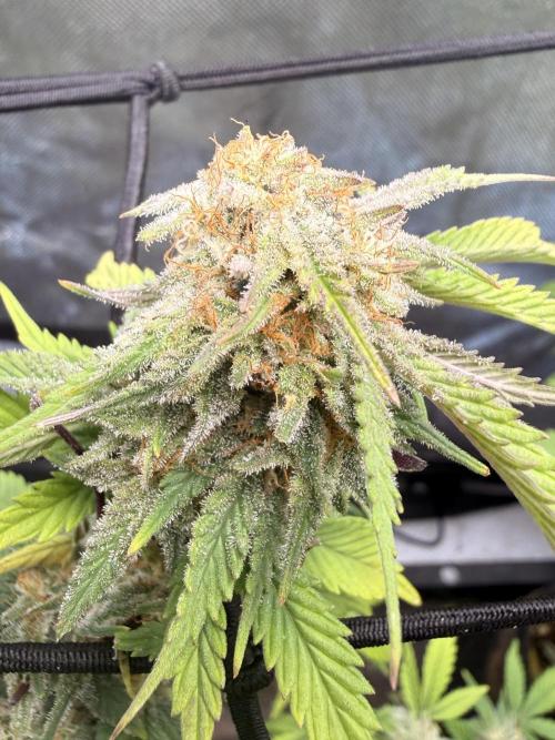 Blueberry Blizzy - Roc Bud. Week 7 - 9/2