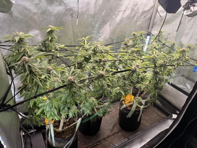 Blueberry Blizzy - Roc Bud. Week 7 - 9/2
