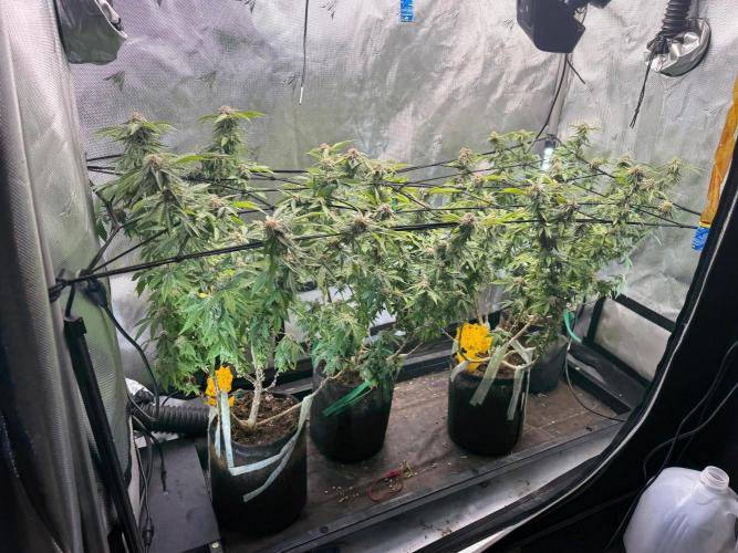 Blueberry Blizzy - Roc Bud. Week 7 - 9/4