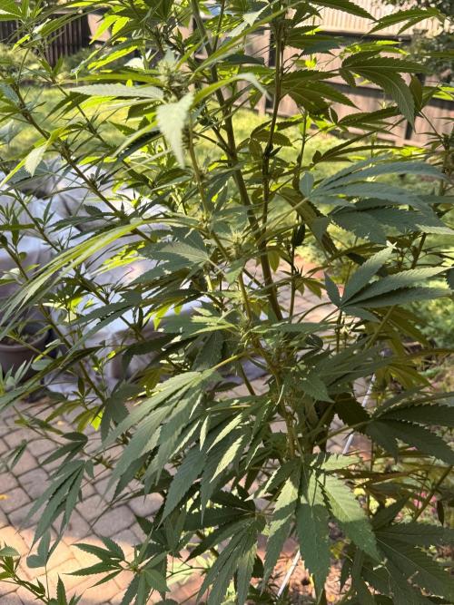 Montell’s Dream Widow Outdo. Week 11 - Early flower develop