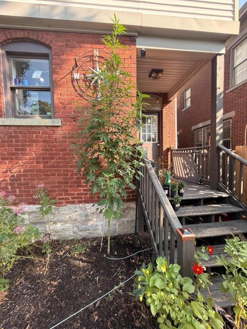 Montell’s Dream Widow Outdo. Week 11 - Add an 8 foot stake. she does not like to be restrained. 