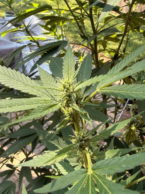 Montell’s Dream Widow Outdo. Week 11 - Early flower. Coming along quick now though.