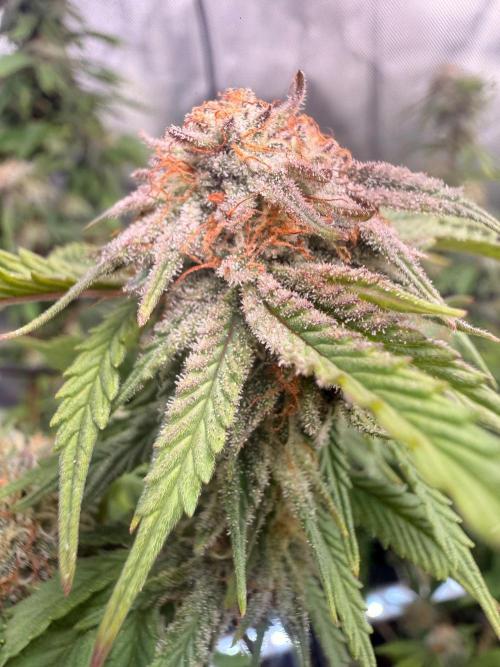Blueberry Blizzy - Roc Bud. Week 8 - I’ve got two people telling me I’m crazy for not cutting these yet. Not ready.