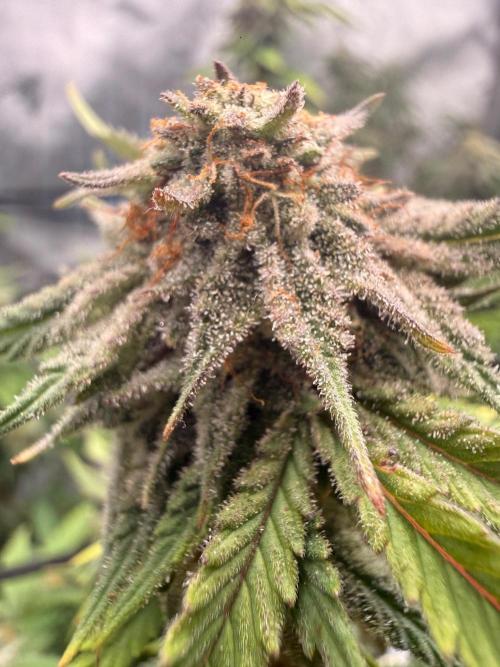 Blueberry Blizzy - Roc Bud. Week 8