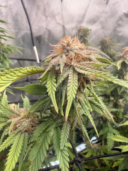 Blueberry Blizzy - Roc Bud. Week 8