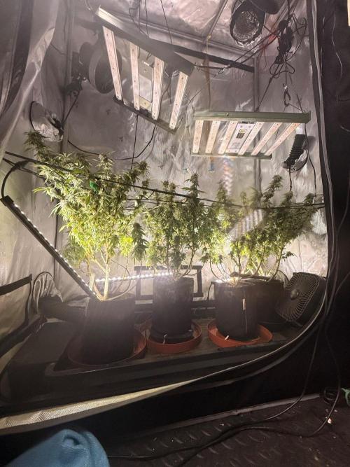 Blueberry Blizzy - Roc Bud. Week 8