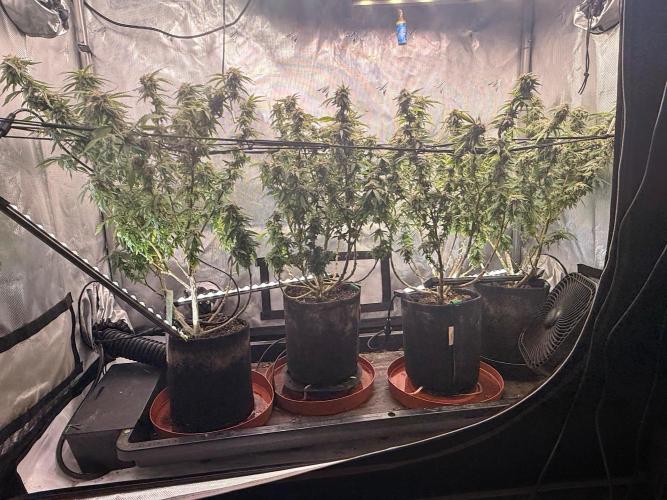 Blueberry Blizzy - Roc Bud. Week 8