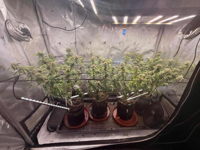 Blueberry Blizzy - Roc Bud. Week 8