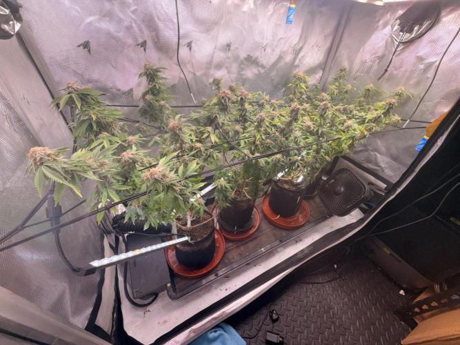 Blueberry Blizzy - Roc Bud. Week 8