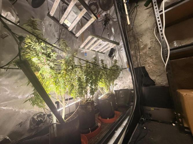 Blueberry Blizzy - Roc Bud. Week 8