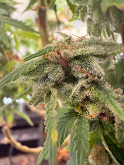 Blueberry Blizzy - Roc Bud. Week 9 - Lower