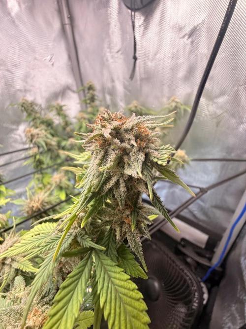 Blueberry Blizzy - Roc Bud. Week 9 - Top