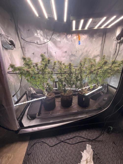 Blueberry Blizzy - Roc Bud. Week 9