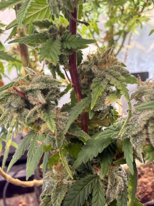 Blueberry Blizzy - Roc Bud. Week 9