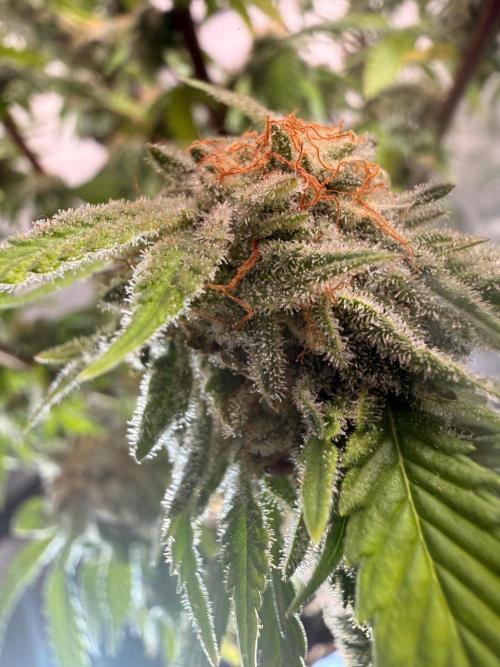 Blueberry Blizzy - Roc Bud. Week 9