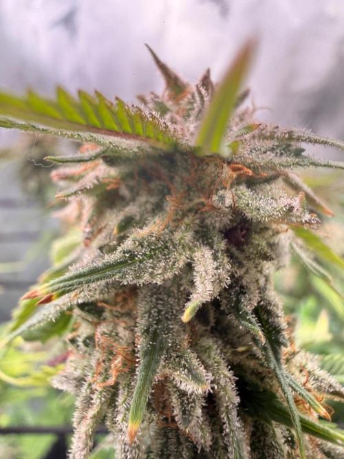 Blueberry Blizzy - Roc Bud. Week 9 - Top