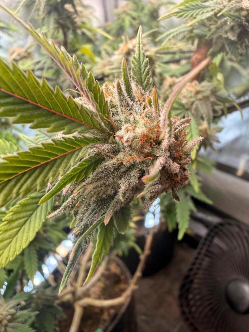 Blueberry Blizzy - Roc Bud. Week 9 - Middle