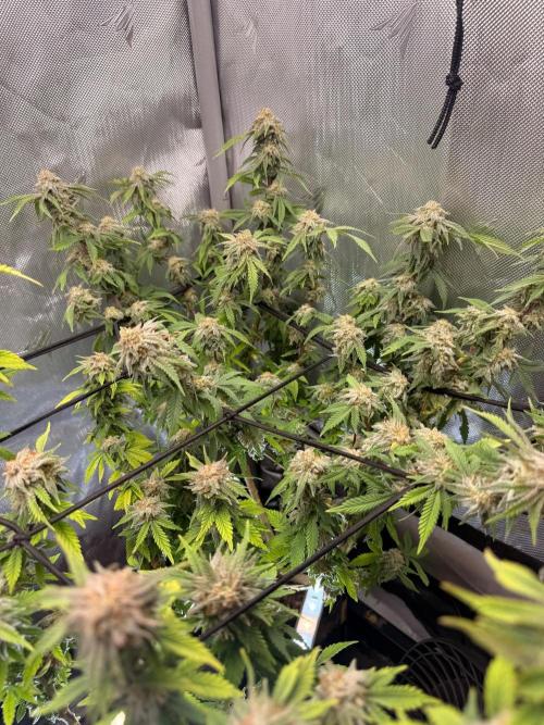 Blueberry Blizzy - Roc Bud. Week 9