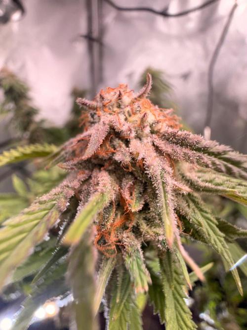 Blueberry Blizzy - Roc Bud. Week 9 - 9/13