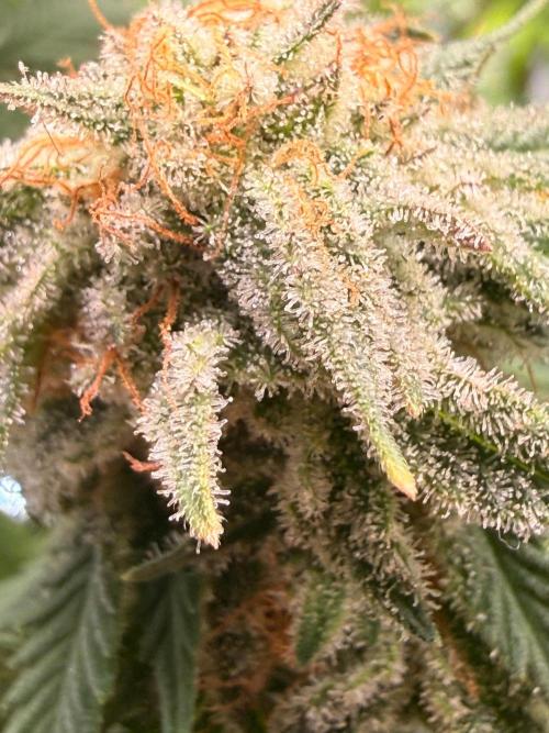 Blueberry Blizzy - Roc Bud. Week 9 - 9/13