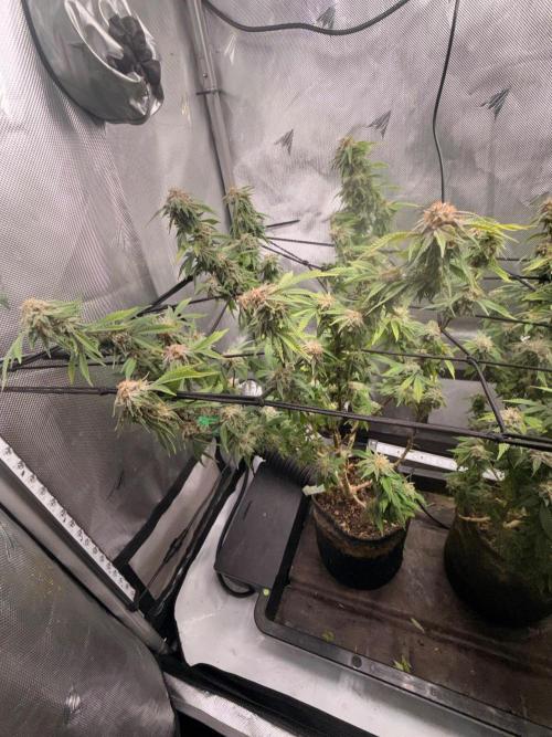 Blueberry Blizzy - Roc Bud. Week 9