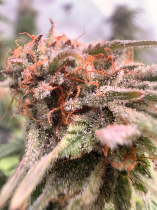 Blueberry Blizzy - Roc Bud. Week 9 - 9/13