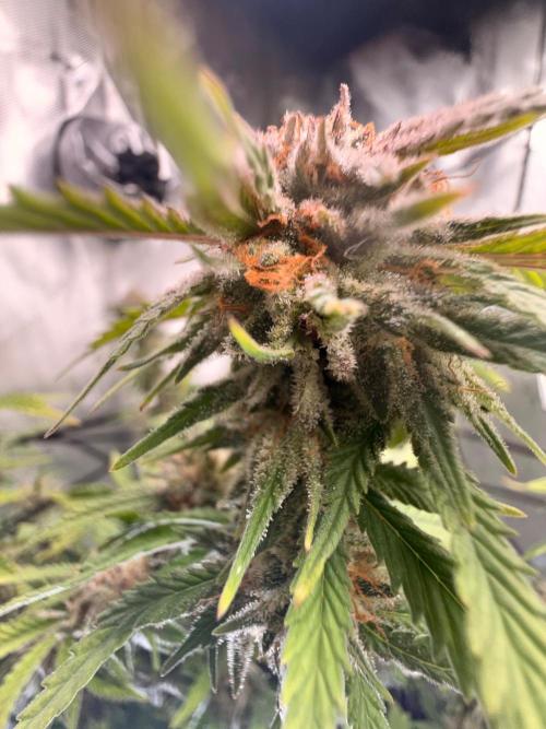 Blueberry Blizzy - Roc Bud. Week 9 - 9/13