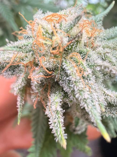 Blueberry Blizzy - Roc Bud. Week 9 - 9/13 
