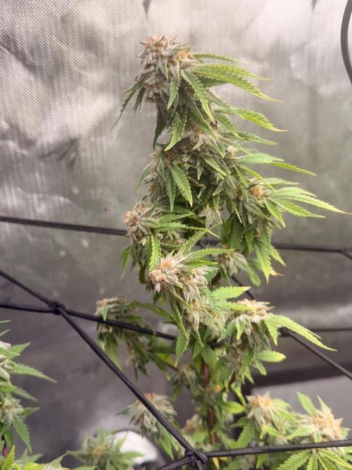 Blueberry Blizzy - Roc Bud. Week 10