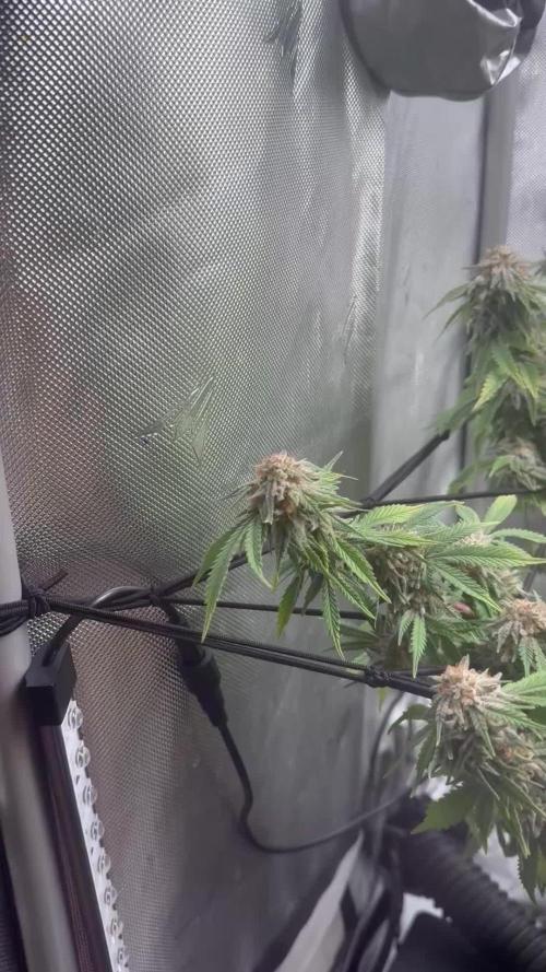 Blueberry Blizzy - Roc Bud