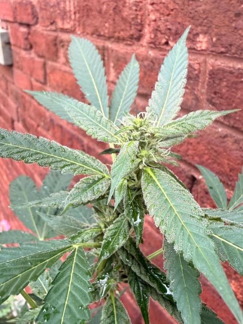 Montell’s Dream Widow Outdo. Week 12