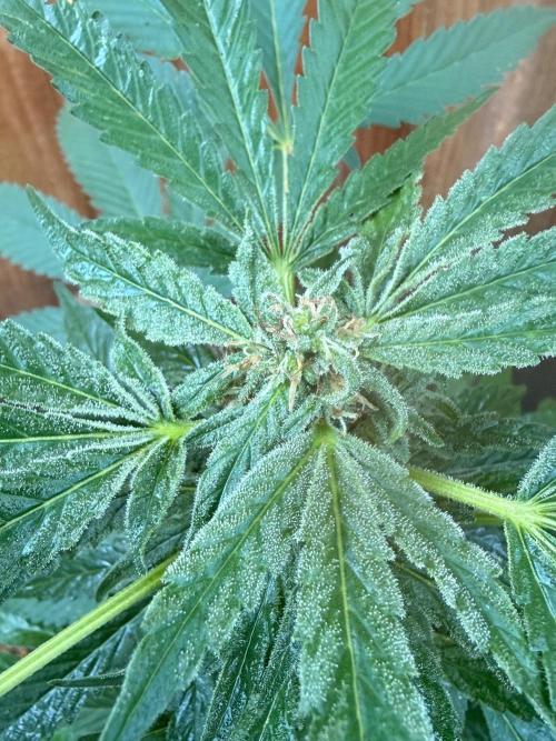 Montell’s Dream Widow Outdo. Week 12