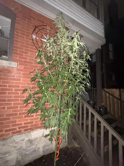 Montell’s Dream Widow Outdo. Week 12 - Night shot. Not advisable. Keeps mama on her toes. She’s a City plant. ￼