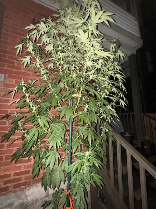 Montell’s Dream Widow Outdo. Week 12 - Night shot.