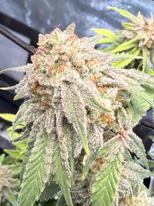 Blueberry Blizzy - Roc Bud. Week 10