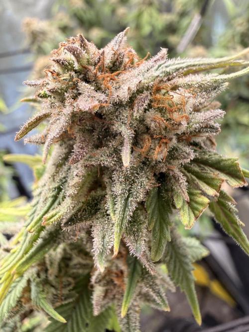 Blueberry Blizzy - Roc Bud. Week 10 - Stay frosty