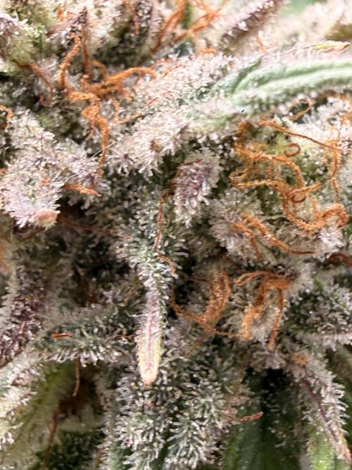 Blueberry Blizzy - Roc Bud. Week 10 - Almost decided to pull. Thank God I didn’t. Trichs inside calyx clear to cloudy. 