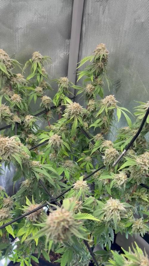 Blueberry Blizzy - Roc Bud