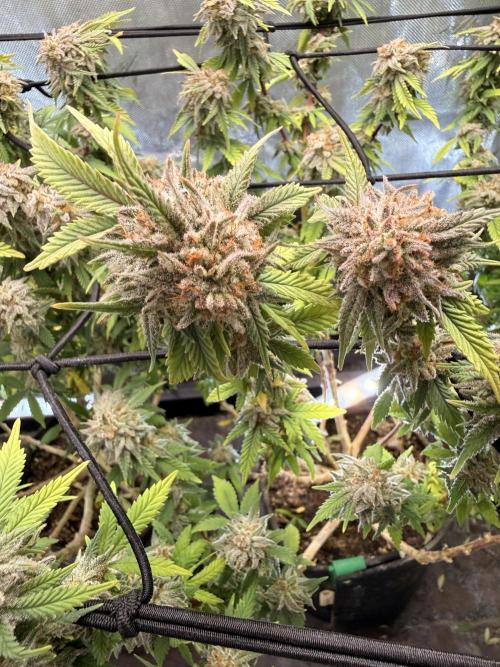 Blueberry Blizzy - Roc Bud. Week 10